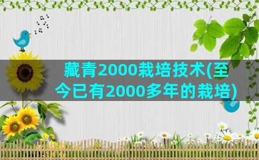 藏青2000栽培技术(至今已有2000多年的栽培)